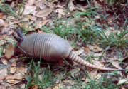 Armadillo01.jpg