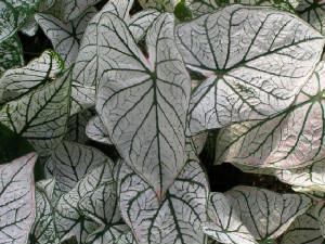 Caladium-White-Christmas.jpg