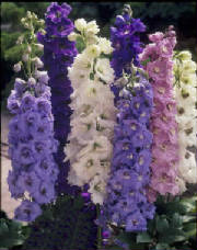 Delphinium.jpg