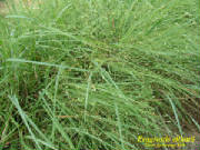 Eragrostis_elliottii.jpg