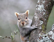 GreySquirrel.jpg