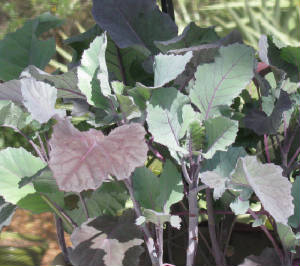 Kohlrabi.jpg