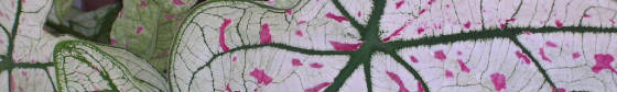 caladiumcrop.jpg
