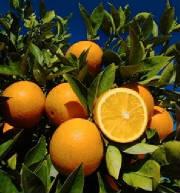 citrus1.jpg