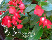 dragonwingbegonia.jpg