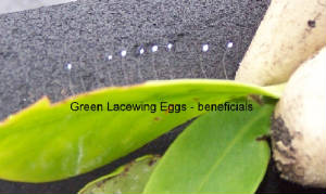 greenlacewingeggs.jpg