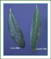 leafcomparison.jpg