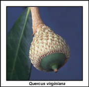 live_oak_acorn_lg.jpg