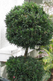 podocarpustopiary.jpg