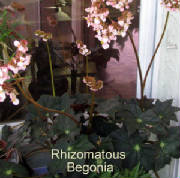 rhizomatousbegonia2.jpg
