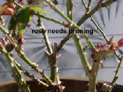 roseneedspruning.jpg