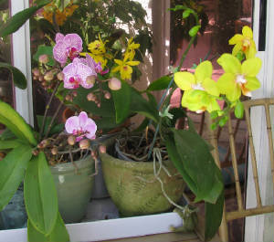 springorchids.jpg