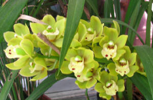 springorchids2.jpg