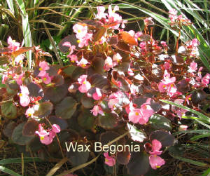 waxbegonia.jpg