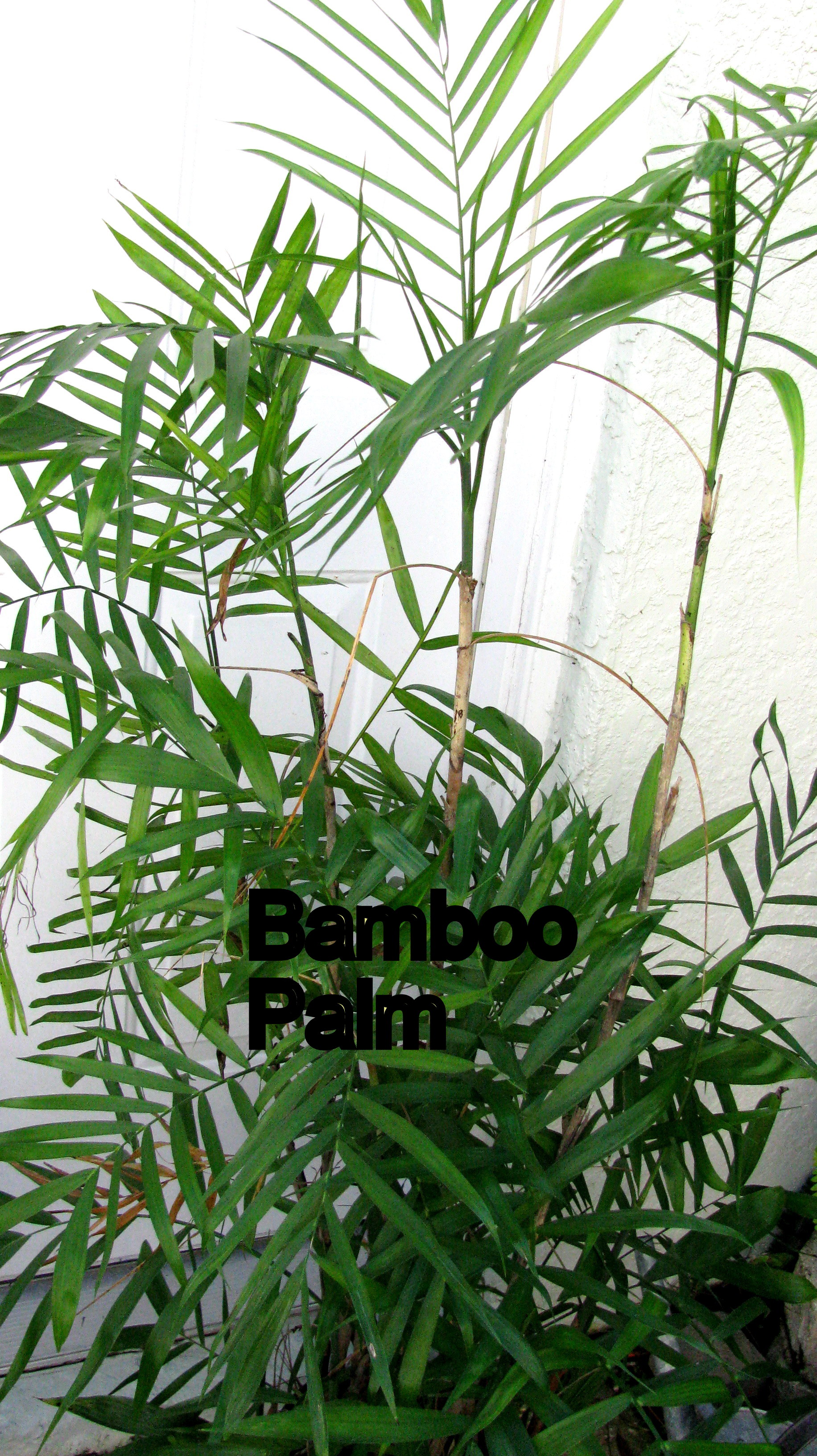 BambooPalm.jpg