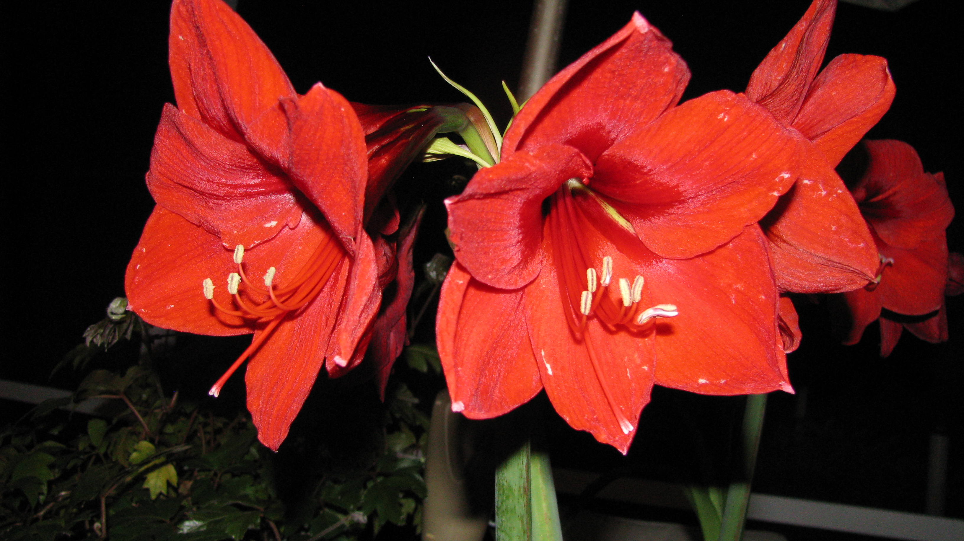 amaryllis1.jpg