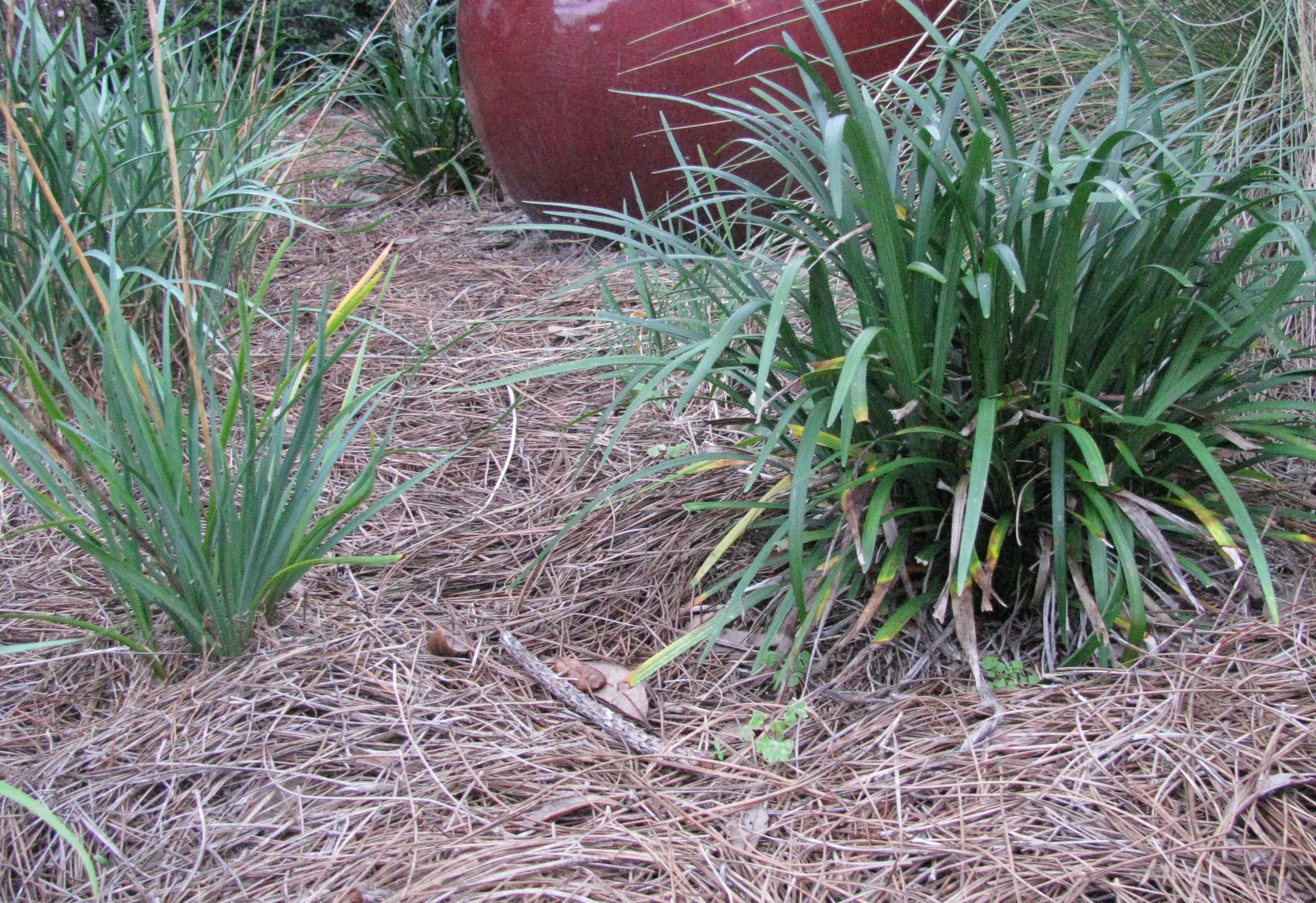 pinestrawmulch.jpg