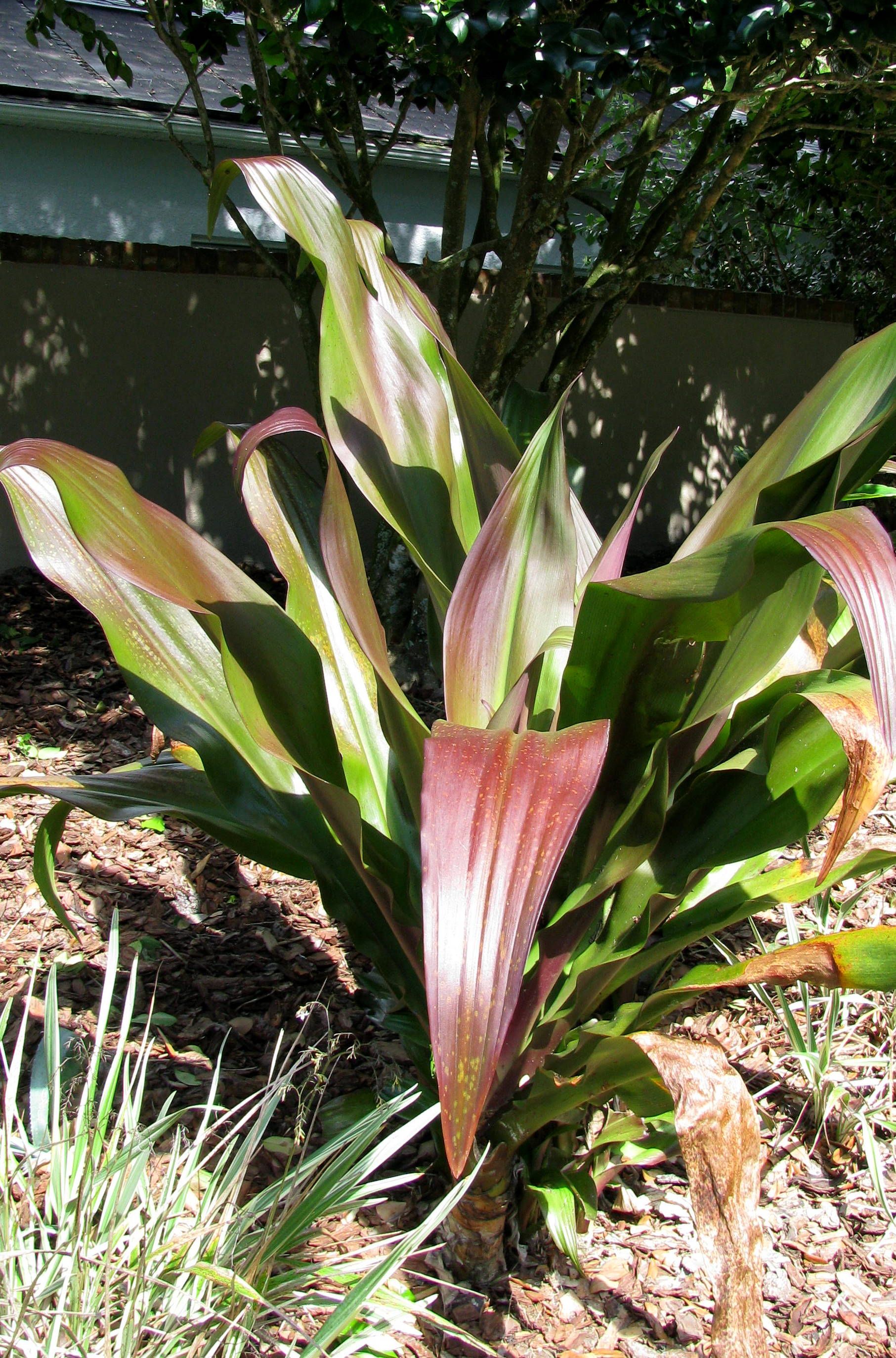 purpleleavedcrinum.jpg