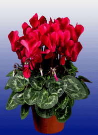 redcyclamen.gif