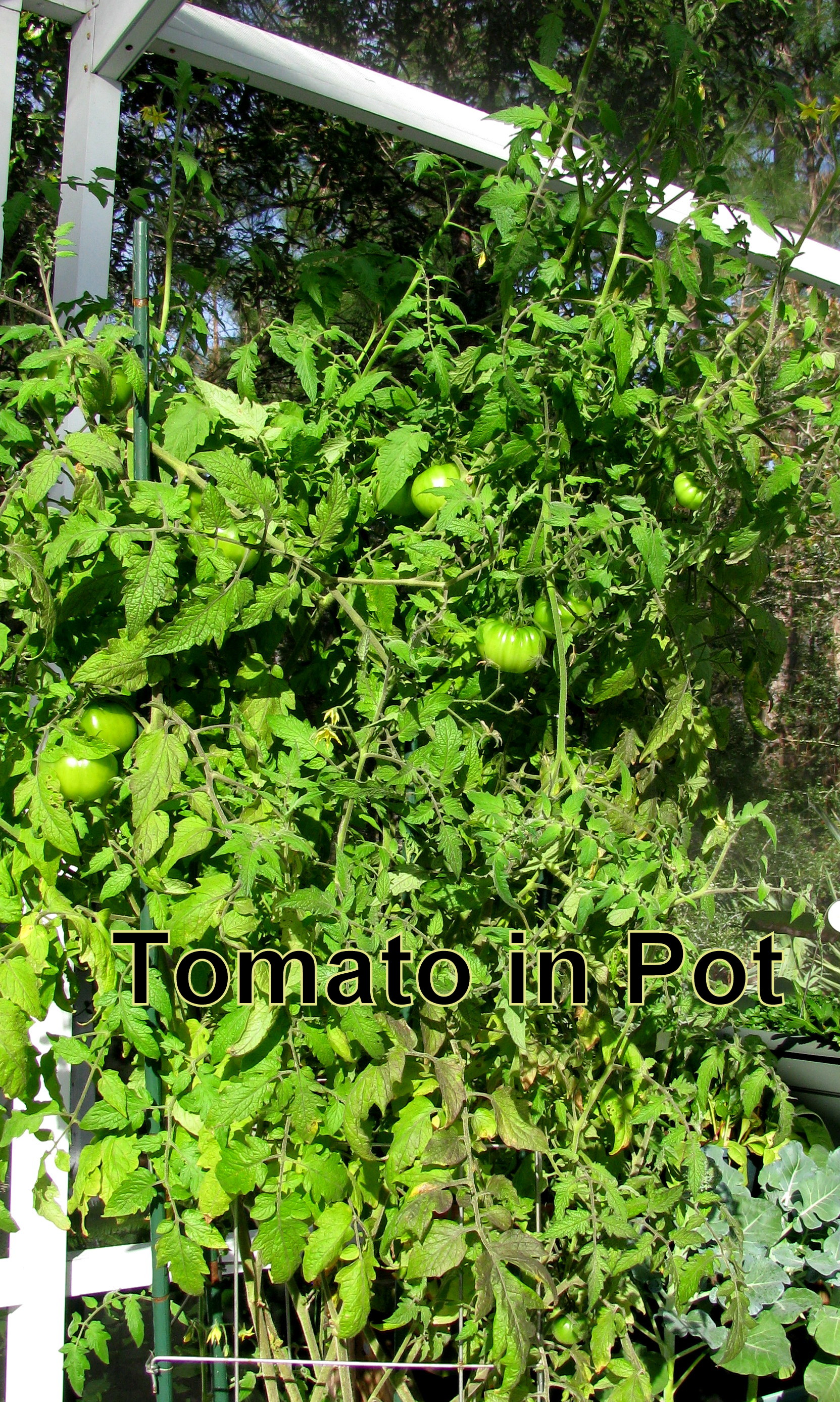 tomatoinapot.jpg